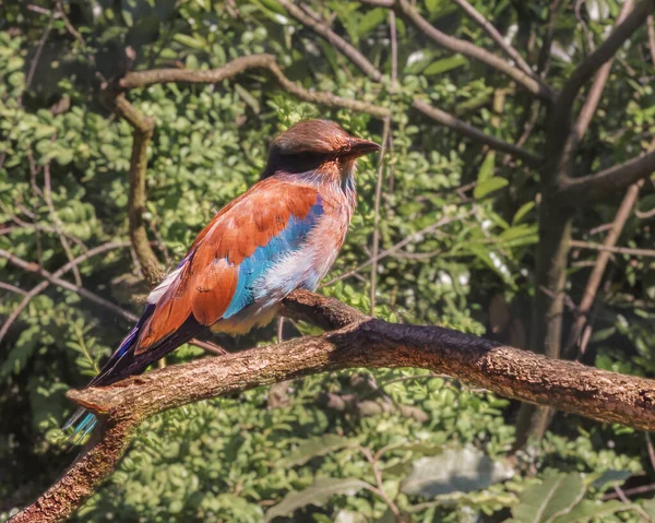 European Roller Coracias Garrulus Seduto Ramo Birds Watching Ritratto Paesaggio — Foto Stock