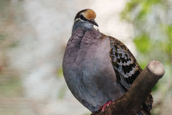 Bronzewing Commun Phaps Chalcoptera Une Espèce Pigeon Taille Moyenne Fortement — Photo