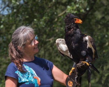 Walsrode, Almanya, 17.07.2021: Bir kadın eldivenli elinde bir Bateleur kartal tutuyor. Hayvanlarla insan etkileşimi. Kuş parkında performans