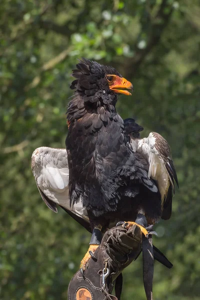 Bateleur Terathopius Ecaudatus Ein Mittelgroßer Adler Auf Der Behandschuhten Hand — Stockfoto