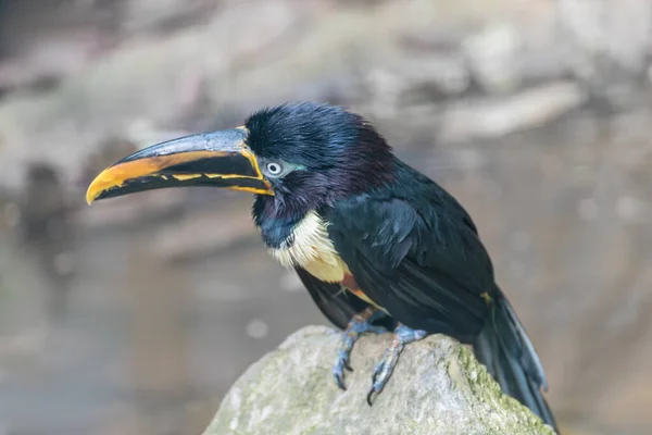 Aracari Ein Mittelgroßer Tukan Mit Hellem Gefieder Und Riesigem Schnabel — Stockfoto