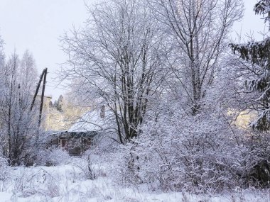 Delicate beautiful winter landscape. Hut, trees, frozen grass in the snow. Cold winter season, frosty weather