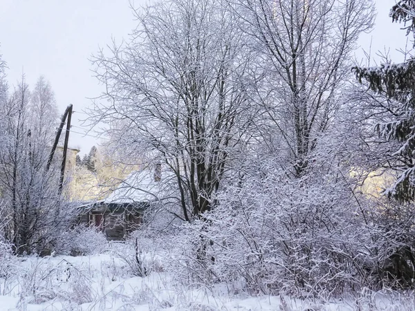 Delicate beautiful winter landscape. Hut, trees, frozen grass in the snow. Cold winter season, frosty weather