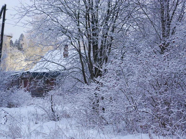 Delicate beautiful winter landscape. Hut, trees, frozen grass in the snow. Cold winter season