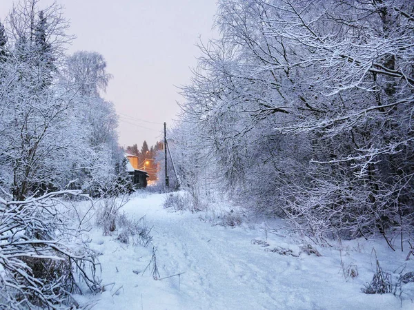 Delicate Beautiful Winter Landscape Trees Snow Cold Winter Season Frosty — Stockfoto