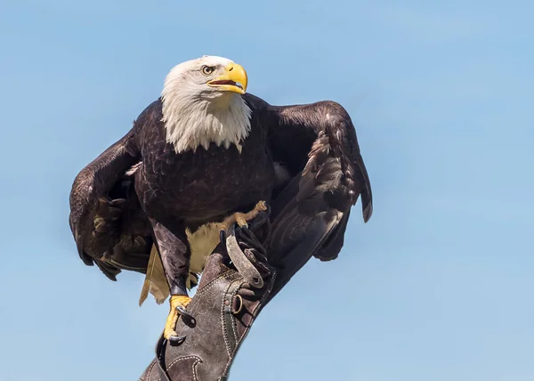 Weißkopfseeadler Ein Greifvogel Aus Nordamerika Vor Blauem Himmel Stockbild