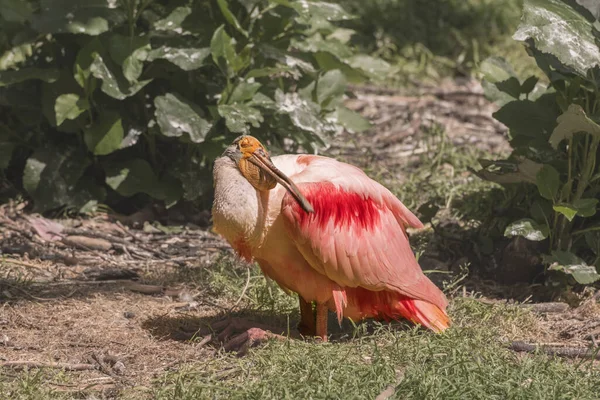 Colher Rosa Platalea Ajaja Livre Paisagem Verão — Fotografia de Stock