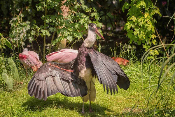 アジアのウリネック チコニアのエピソード 大規模な結婚式の鳥 肖像画 — ストック写真