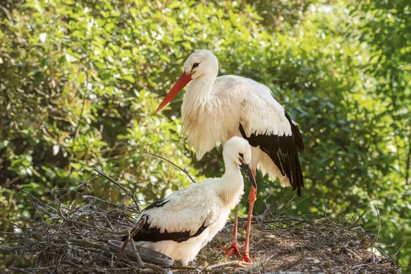 White Storks Mother Baby Nest Summer Landscape — Stock Photo, Image