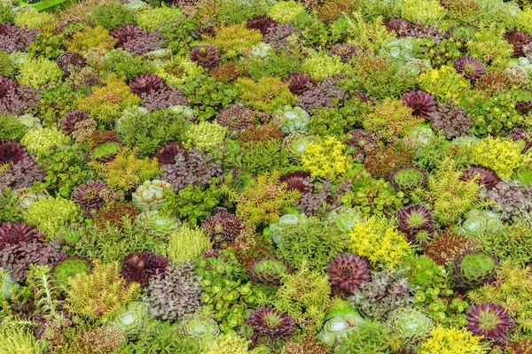 Plantas Decorativas Suculentas Para Diseño Jardines Fondo Floral —  Fotos de Stock