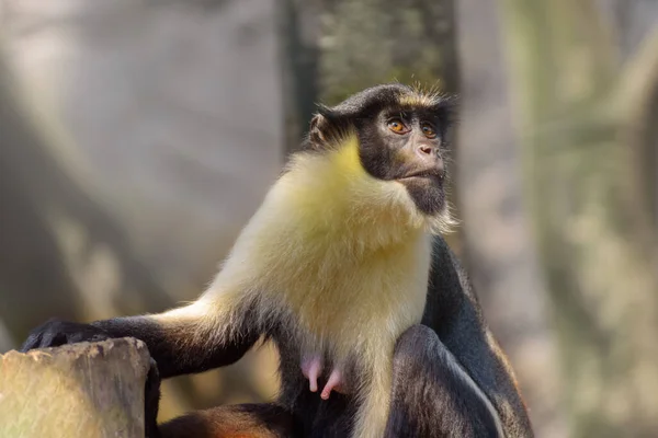 Diana Monkey Cercopithecus Diana Wild Life Animals Watching Monkeys Life — Stock Photo, Image
