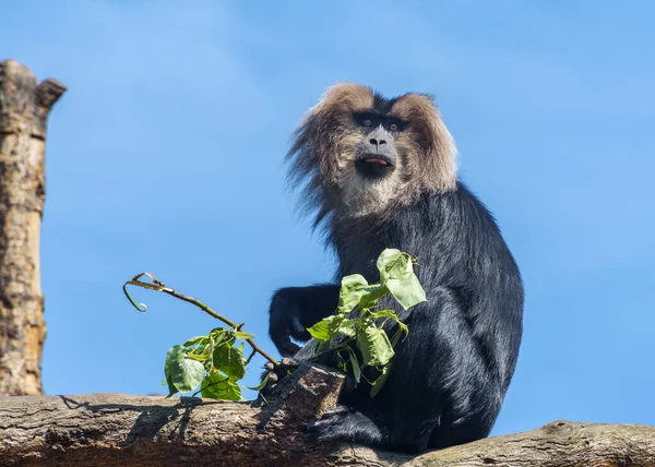 Macaca Silenus Lion Tailed Macaque Wanderoo Een Oude Wereld Aap — Stockfoto