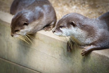 Doğulu küçük pençeli su samuru, Aonyx Cinereus. Portre