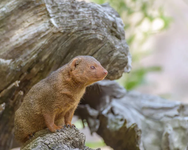 Common Dwarf Mongoose Helogale Parvula Soft Yellowish Red Fur Large — Stock Photo, Image