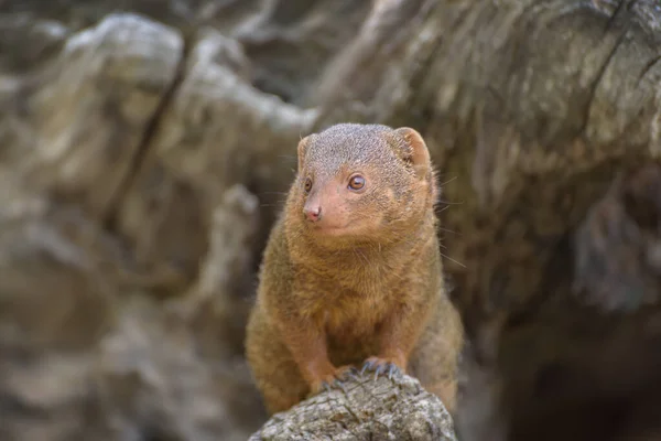 Common Dwarf Mongoose Helogale Parvula Soft Yellowish Red Fur Large — Stock Photo, Image