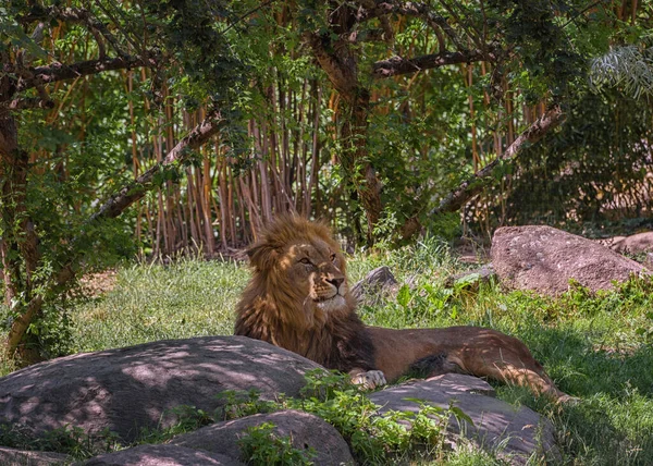 Afrikaanse Leeuw Panthera Leo Rust Onder Bomen Zomer Landschap Kijken — Stockfoto