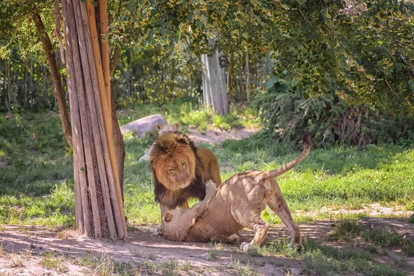 Afričtí Lvi Staří Mladí Hrají Pod Stromy Letní Krajina Pozorování — Stock fotografie