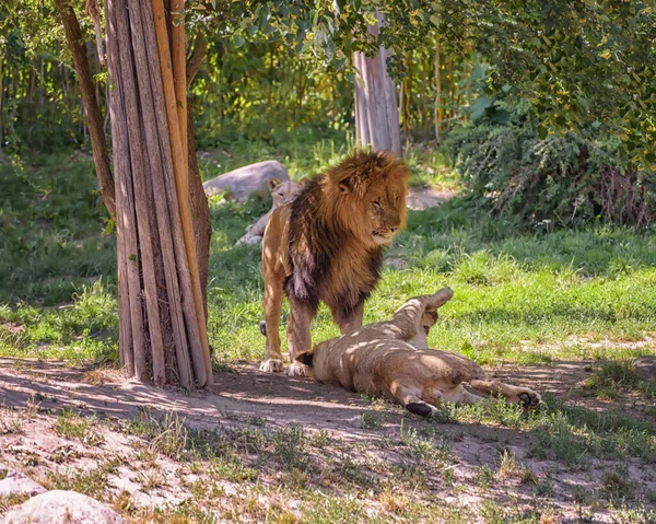 Lwy Afrykańskie Stare Młode Bawią Się Pod Drzewami Krajobraz Letni — Zdjęcie stockowe