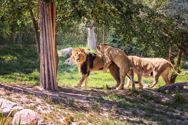Los Leones Africanos Están Jugando Paisaje Verano Observación Animales Fauna — Foto de Stock