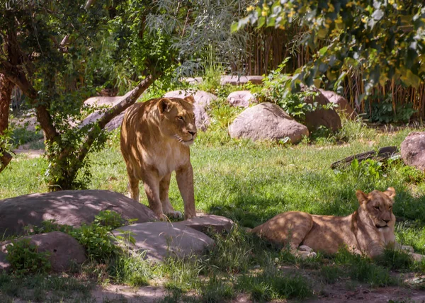 Une Fierté Lion Des Lions Africains Paysage Été — Photo