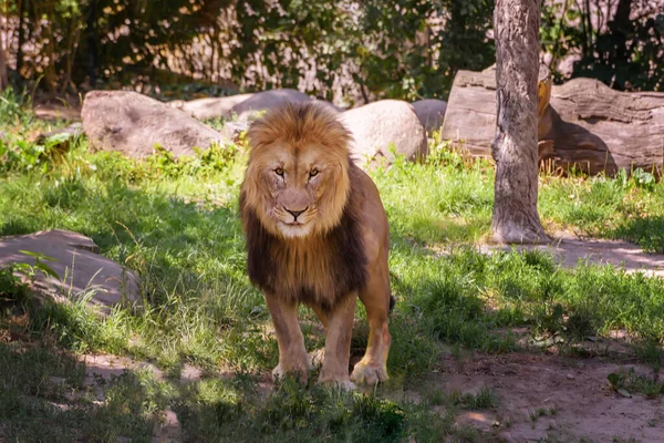 Afrikaanse Leeuw Een Grote Kat Van Het Geslacht Panthera Met — Stockfoto