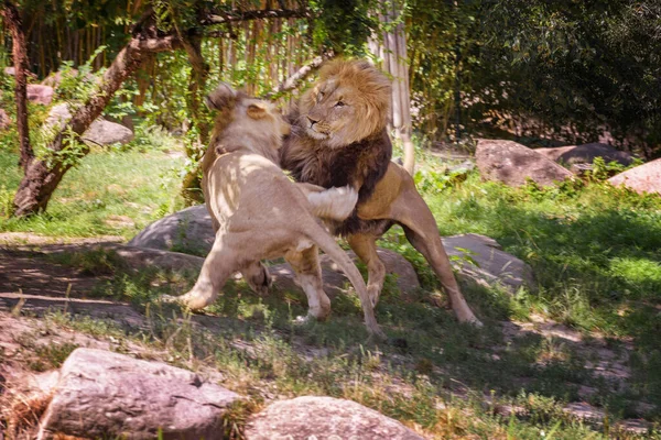 Leões Africanos Estão Lutar Debaixo Das Árvores Paisagem Verão — Fotografia de Stock
