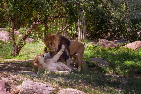 Kampf Der Afrikanischen Löwen Unter Den Bäumen Sommerlandschaft Beobachten Von — Stockfoto