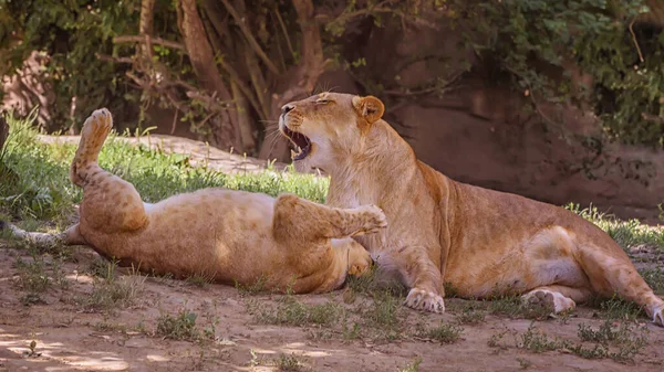 Afrikaanse Jonge Leeuwen Spelen Onder Bomen Kijken Naar Dieren Het — Stockfoto