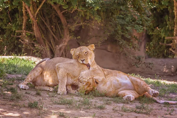 Afrikaanse Leeuwen Spelen Onder Bomen Zomer Landschap Kijken Naar Dieren — Stockfoto