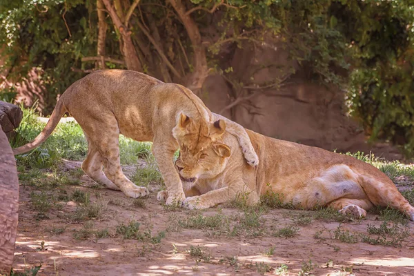 Afrikaanse Jonge Leeuwen Spelen Onder Bomen Zomer Landschap Kijken Naar — Stockfoto