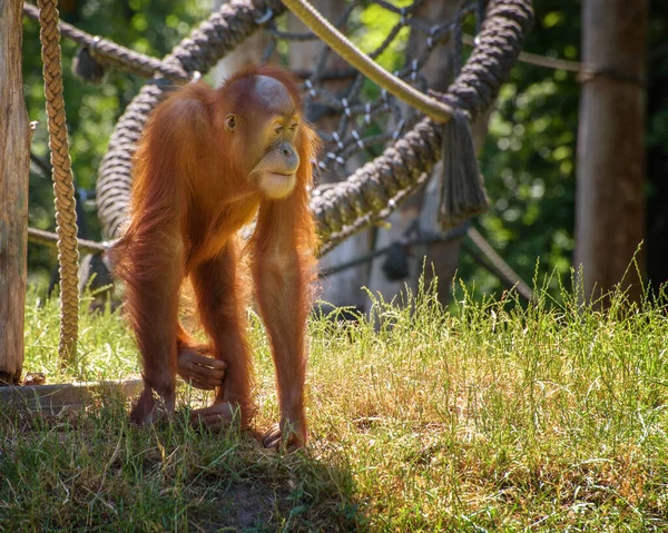 Sumatra Orangotango Pongo Abelii Uma Pessoa Floresta Maiores Primatas Não — Fotografia de Stock