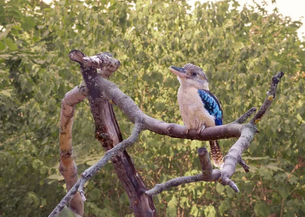 Blue Winged Kookaburra Dacelo Leachii Branch Bird Watching Wildlife — ストック写真