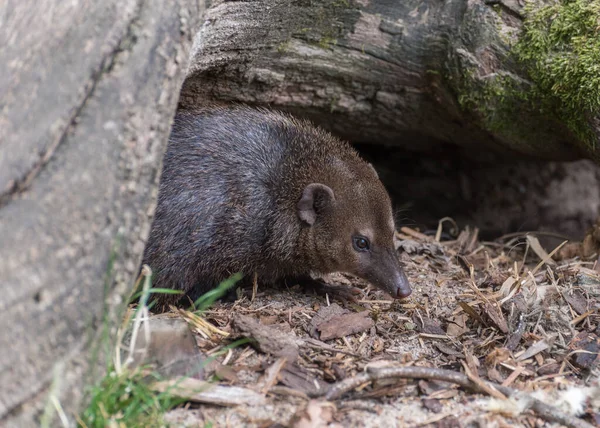 Gewone Cusimanse Crossarchus Obscurus Langbekneusde Kusimanse Gewoon Kusimanse Een Klein — Stockfoto