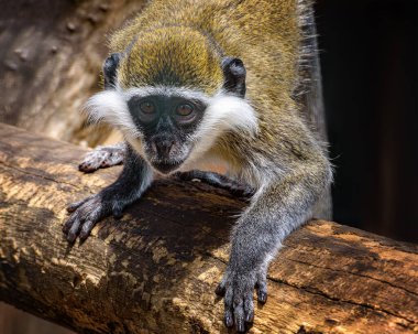 Grivet Monkey, Chlorocebus aethiops, gözlerinin üzerinde beyaz çizgileri ve yanaklarında beyaz bıyıkları olan eski dünya maymunu. Vahşi hayvanları izliyorum.