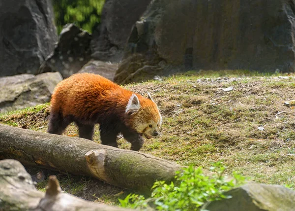 Red panda, Lesser panda, Ailurus fulgens is walking