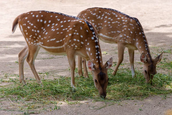 Chital Spotted Deer Chital Deer Axis Deer Eating Grass Watching — Stockfoto