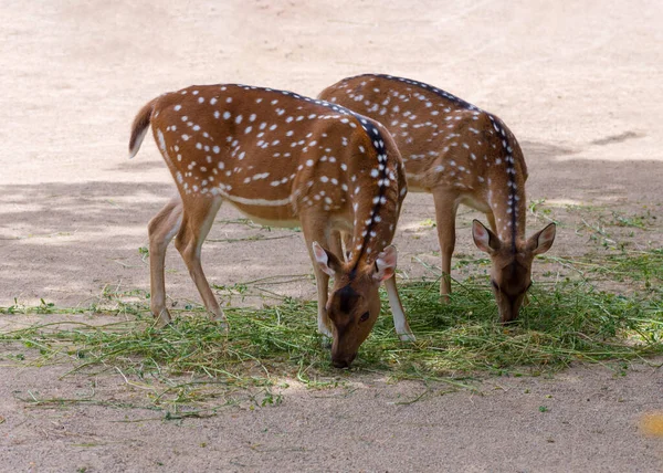 Chital Cervi Maculati Cervi Chitali Cervi Asse Osservazione Degli Animali — Foto Stock