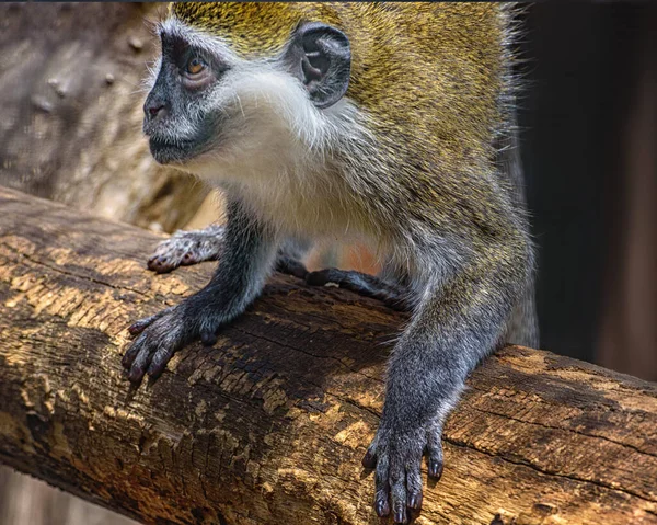 Grivet Monkey, an Old World monkey with white line above the eyes and white whiskers on the cheeks. Watching of wild animals