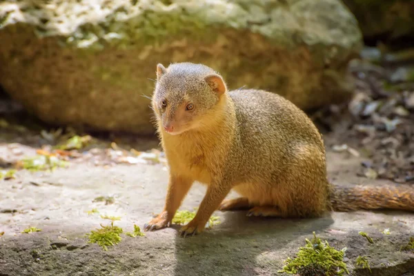 Dwarf Mongoose Helogale Parvula Large Pointed Head Small Ears Long — Stok fotoğraf