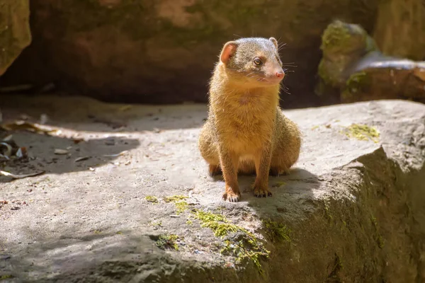 Dwarf Mongoose Large Pointed Head Small Ears Long Tail Short — Stok fotoğraf