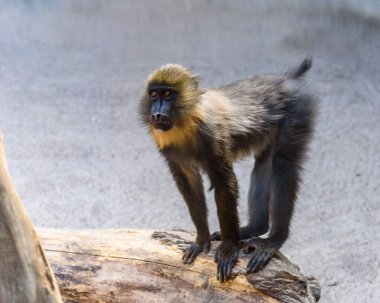 Mandrill, Mandrillus sphinx, a large Old World monkey, Female mandrill