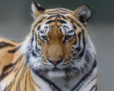 Siberian Tiger or Amur tiger, Panthera tigris altaica. Portrait