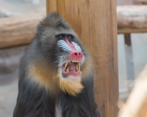 Mandrill Mandrillus Sphinx Large Old World Monkey Male Mandrill Portrait — Stockfoto