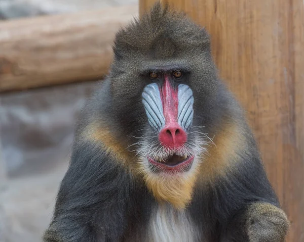 Mandrill Mandrillus Sphinx Large Old World Monkey Male Mandrill Portrait — Stockfoto