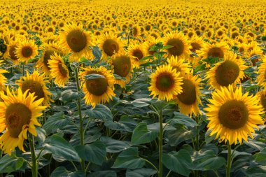 Parlak sarı ayçiçeği tarlası. Almanya 'da manzara