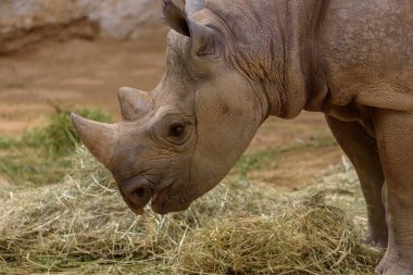 Black Rhinoceros, black rhino or hook-lipped rhinoceros, Diceros bicornis. Portrait
