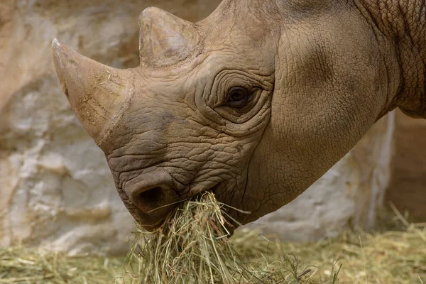 Black Rhinoceros Black Rhino Hook Lipped Rhinoceros Diceros Bicornis Chewing — Fotografia de Stock