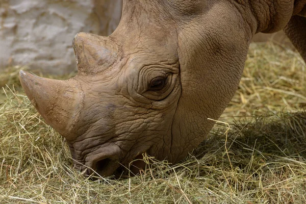 Black Rhinoceros Black Rhino Hook Lipped Rhinoceros Diceros Bicornis Chewing — Fotografia de Stock