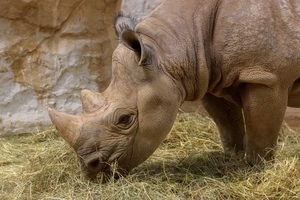 Black Rhinoceros Black Rhino Hook Lipped Rhinoceros Diceros Bicornis Portrait — Fotografia de Stock