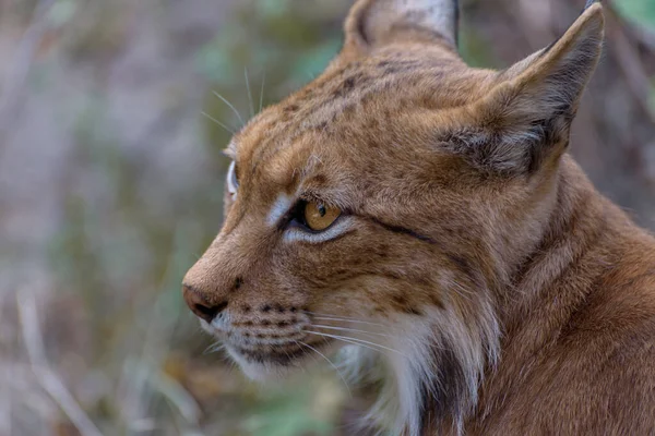 Eurasian Lynx Lynx Lynx Medium Sized Wild Cat Portrait — Foto de Stock